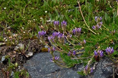 Astragalus leontinus