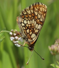 Melitaea britomartis