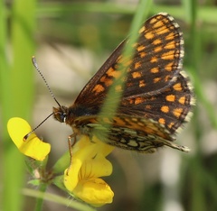 Melitaea britomartis