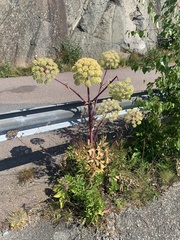 Angelica archangelica litoralis