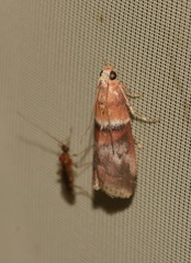 Acrobasis repandana