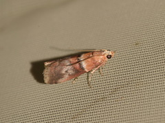 Acrobasis repandana