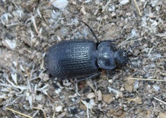 Licinus punctatulus