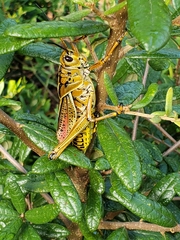 Romalea microptera