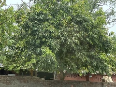 Holoptelea integrifolia