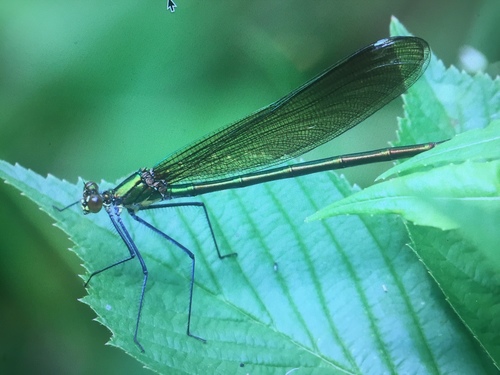 Superb Jewelwing photo 5
