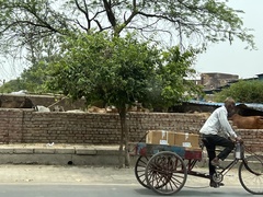 Holoptelea integrifolia