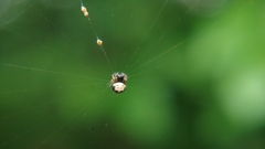 Gasteracantha kuhli