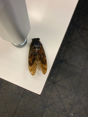 Graptopsaltria bimaculata