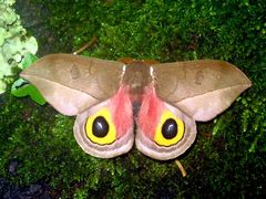 Automeris belti