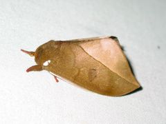 Automeris belti