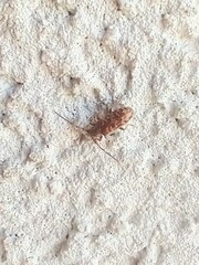 Eupogonius tomentosus