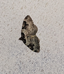 Xanthorhoe fluctuata