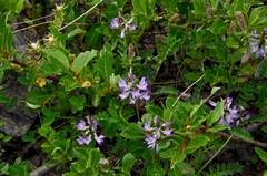 Astragalus alpinus