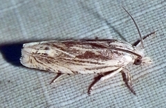 Eucosma olivaceana