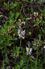 Astragalus alpinus