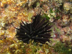 Echinometra vanbrunti