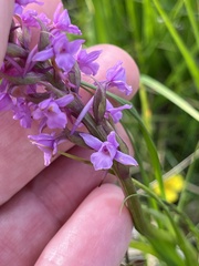 Gymnadenia borealis