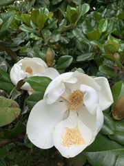 Magnolia