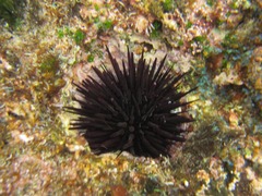 Echinometra vanbrunti