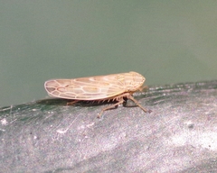 Psammotettix alienus