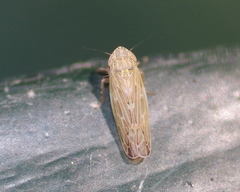 Psammotettix alienus