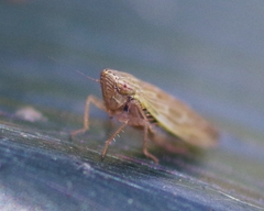 Psammotettix alienus
