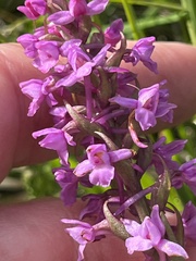 Gymnadenia borealis