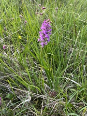 Gymnadenia borealis
