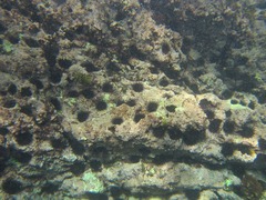 Echinometra vanbrunti