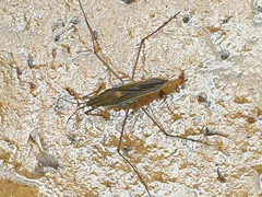 Gerris thoracicus