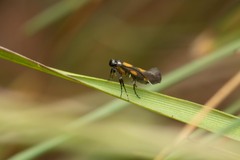 Euspilapteryx auroguttella