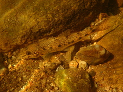 Gobio occitaniae