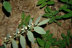 Polygonatum orientale