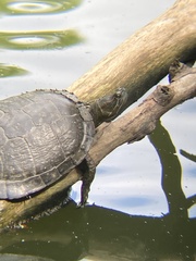 Trachemys stejnegeri