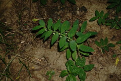 Polygonatum orientale