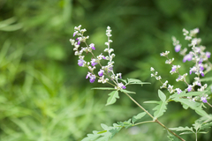 Vitex negundo heterophylla