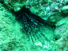 Centrostephanus coronatus