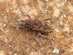 Coniocleonus excoriatus