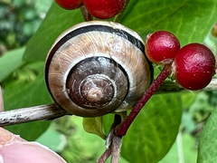 Cepaea nemoralis