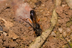 Sceliphron coromandelicum