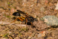 Sceliphron coromandelicum