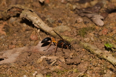 Sceliphron coromandelicum