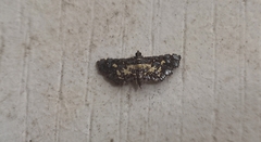 Eurrhyparodes bracteolalis