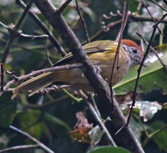 Hylophilus poicilotis