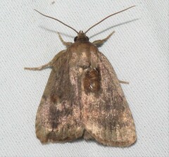 Amphipyra glabella