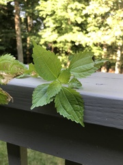 Pilea pumila
