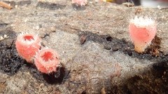 Microstoma floccosum