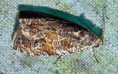 Olethreutes olivaceana