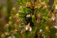 Chrysolina cerealis
